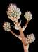 Aloe saponaria d o maculata.JPG